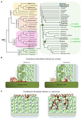 Molecular Mechanisms of Intercellular Rhizobial Infection: Novel Findings of an Ancient Process